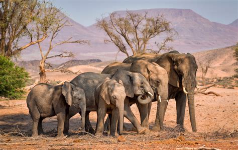 elephants  africa map