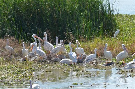 Lake Chapala Birding en route to Mexico City