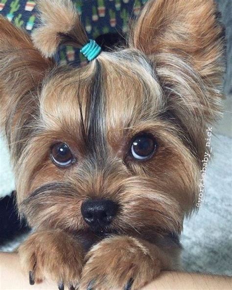 13 Cute Yorkie Poo Haircut Ideas - All The Different Types and Styles ...