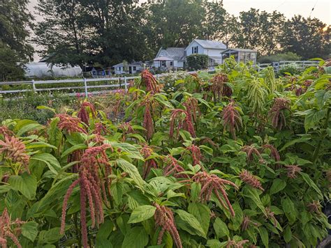How to Grow: Amaranth — Three Acre Farm
