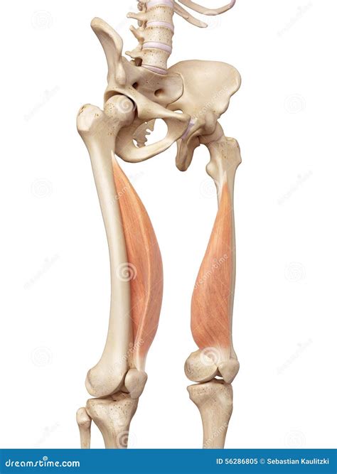 The vastus medialis stock illustration. Illustration of science - 56286805