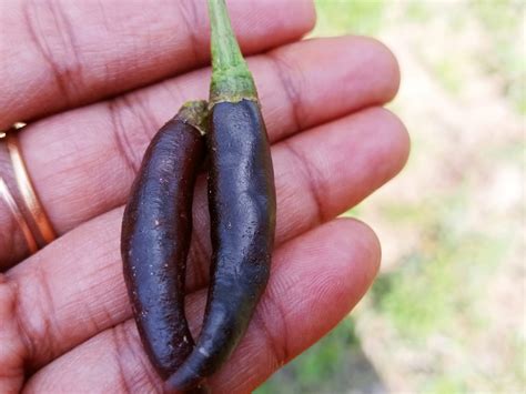 black oosi milaga shop  seeds