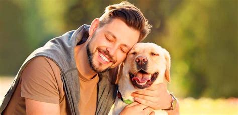 labradors  friendly explaining  labrador temperament