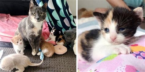 Stray Cat Found Shelter for Her Kittens in Backyard and Had Their Lives
