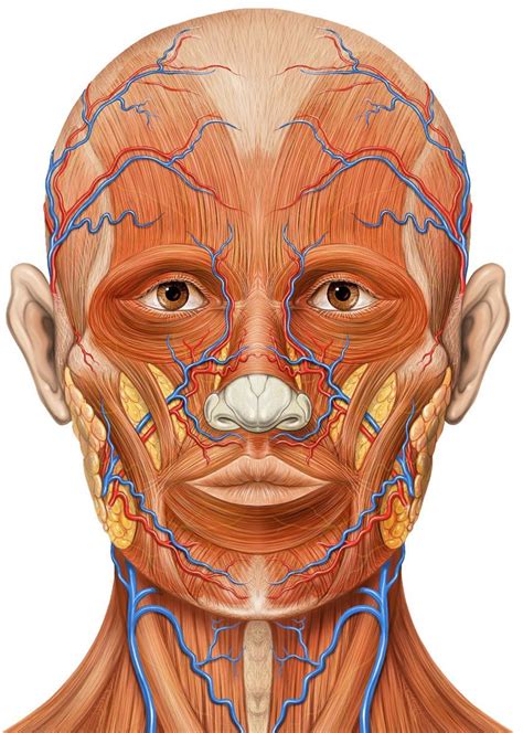 Anatomical Diagram Of The Muscles Of The Face Muscles Of The Face ...