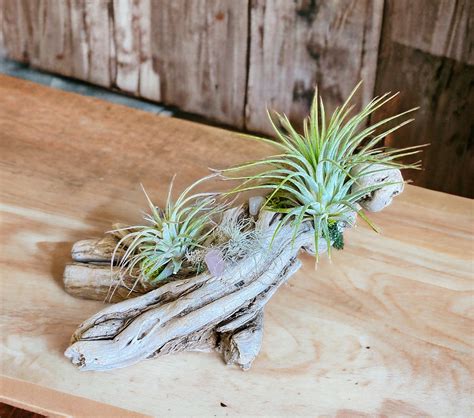 Driftwood With Air Plants Driftwood Art Decor Handmade Air Plant Holder ...