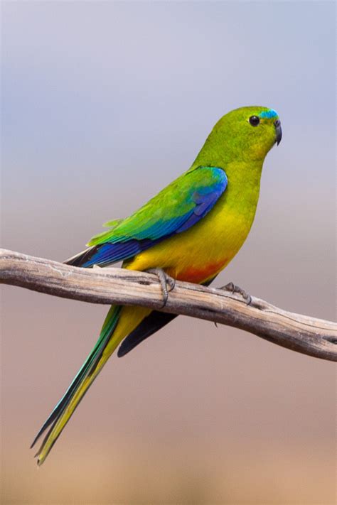orange bellied parrot animal  fandom powered  wikia