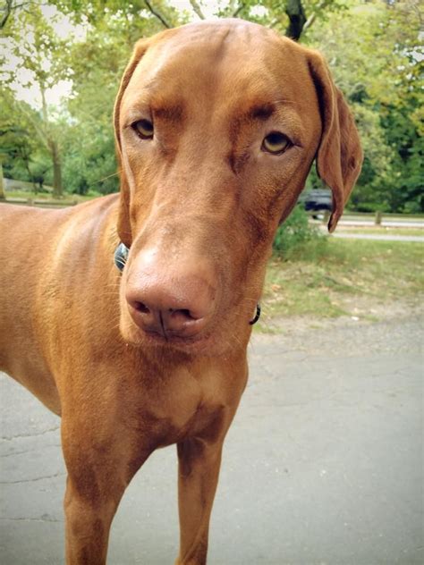 Dana Perino - Mobile Uploads | Facebook | Beautiful dog breeds, Vizsla ...