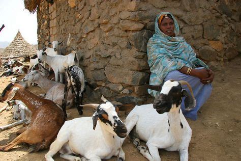 15 Goat Herder- Africa ideas | goat herder, africa, goats