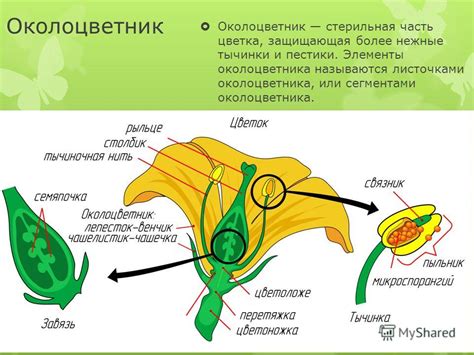 Презентация на тему: "Строение околоцветника Презентацию подготовил ...