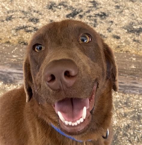 Chrissy | Southern California Labrador Retriever Rescue