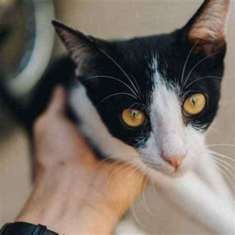 4 Simple Ways To Soothe Your Cat's Bladder Blues At Home