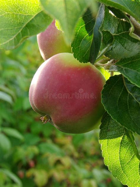 growing apple  stock photo image  nutrition ripening