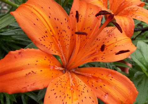 Tiger Lily Wallpaper ·① WallpaperTag
