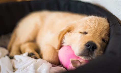 Mini Golden Retriever: 10 Must Know Facts - Marvelous Dogs