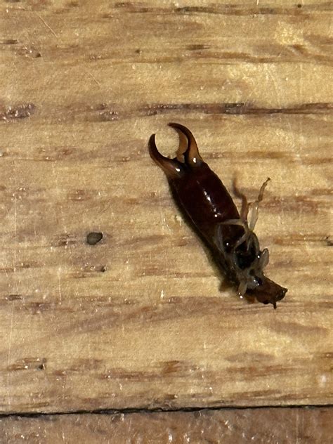 Is this an earwig? And do they actually punch you? : r/insects