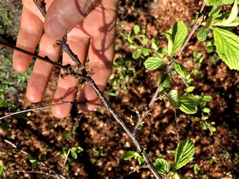 Nanking cherry shoots/branches wilting - General Fruit Growing