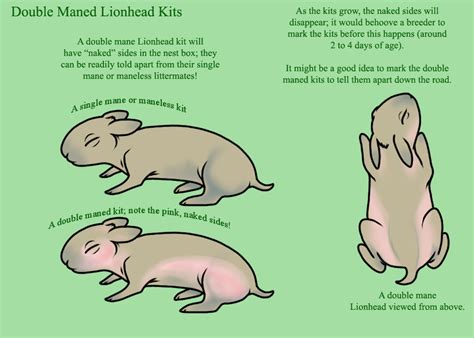 Rabbit Genetics And Musings: Cheat Sheet: Understanding Mane Genetics ...