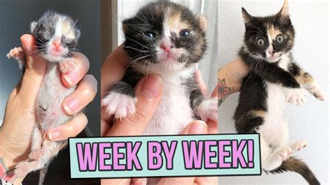 care  kittens week  week  monte rodriquez blog