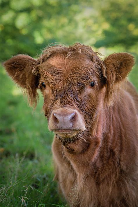 Baby Highland Cow