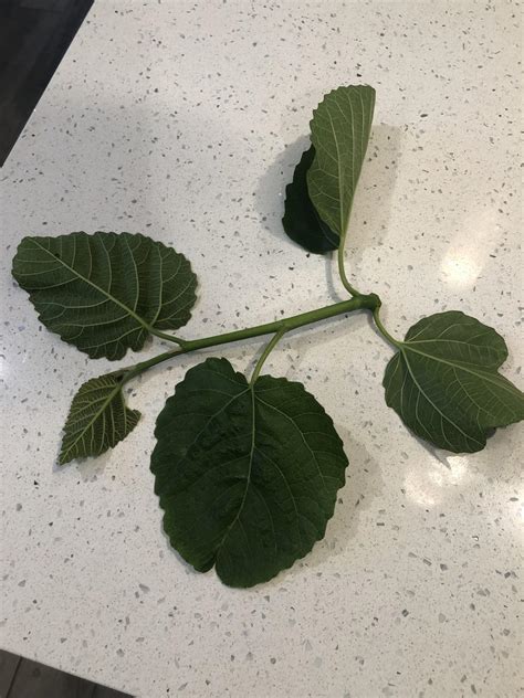 what do a fig tree look like 6