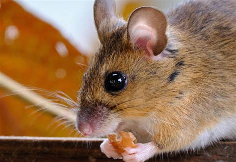 An Ultimate Guide To Mouse Infestation | Twin Boro