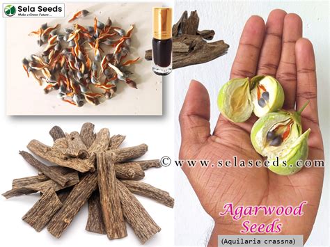 agarwood seeds aquilaria crassna rare oud seeds sela seeds