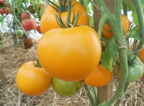 Самые крупные томаты: 20 сортов с фото, описанием и вкусовыми ...