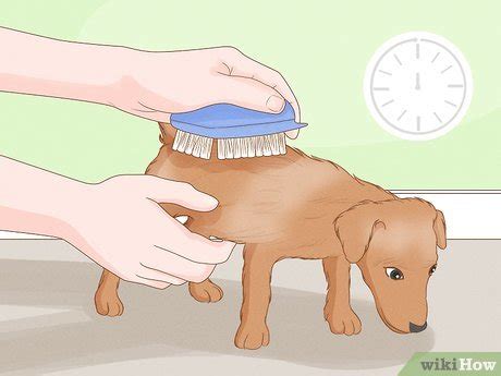 how to stop your dog from humping