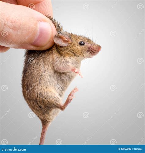 Захваченная домовая мышь (musculus Mus) Стоковое Фото - изображение ...
