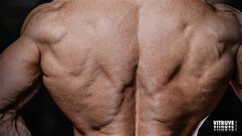 test   strength   pulls exercises vitruve velocity