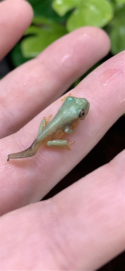 This little baby red eyed tree frog graduated from aquarium to ...