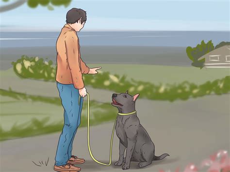 How To Leash Train A Dog ? – Brain Train Your Dog