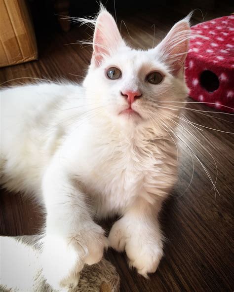 Polydactyl Maine Coon Kittens For Sale Oregon | inurlhtmhtmlphpshtml33974