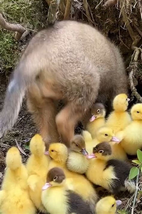 gentle puppy lays   baby ducklings video   cute baby