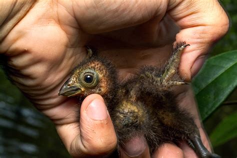 Hoatzin 1 day old - Web Truth