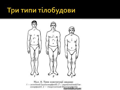 Фізичний розвиток людини - презентация онлайн