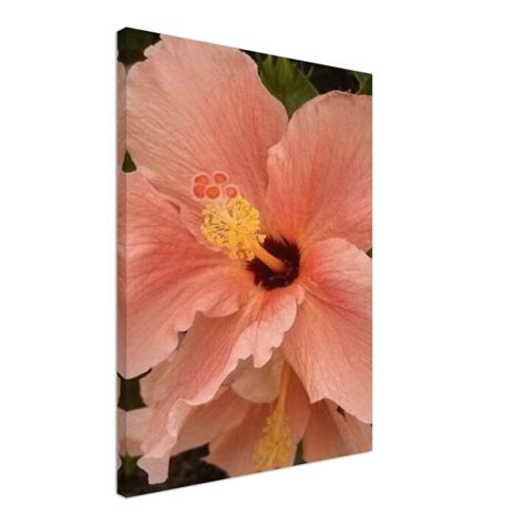 Peach Hibiscus Flower Canvas - Anita Rossi Art