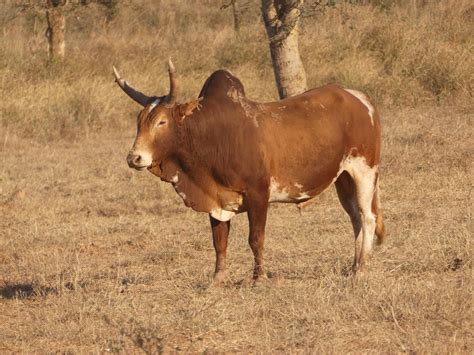 roaming zebu cattle  kuna national park india rbreedingback