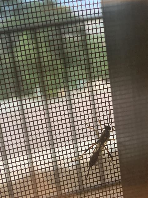 Check out this BIG AZZ Ichneumon wasp bros : r/Entomology