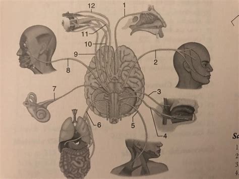 Nervous System Flashcards | Quizlet