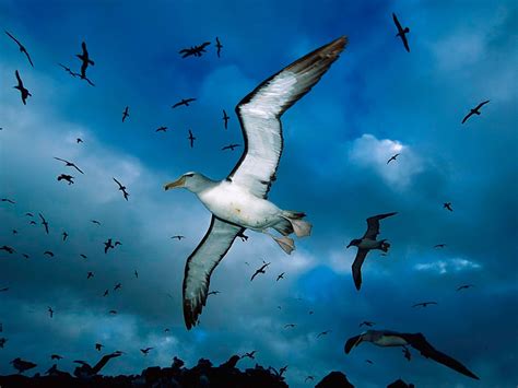 Birds Flying Wallpaper - WallpaperSafari