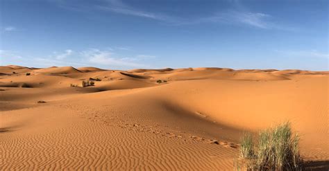 green grasses  sahara desert  stock photo