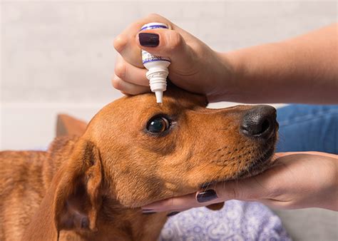 Qual O Melhor Colírio Para Úlcera De Córnea Em Cães - Colírios para cães: tudo que você precisa saber!