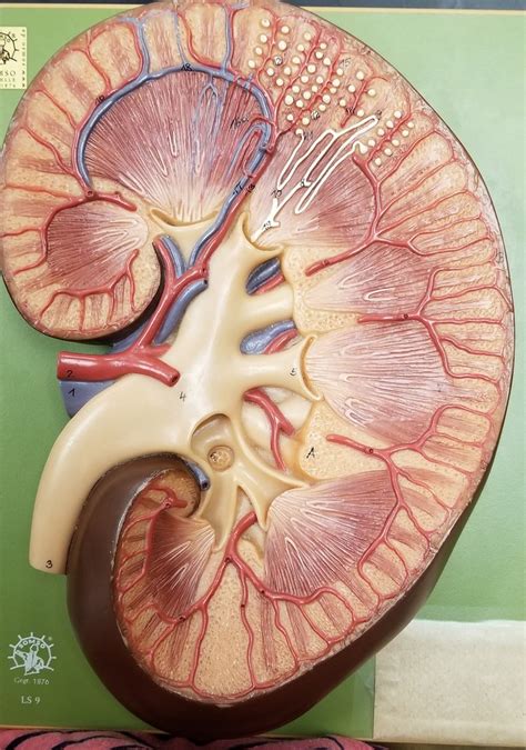 Renal Cortex Diagram | Quizlet