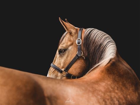 fine art photography horse  noah stretch blog