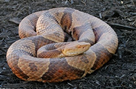 northern copperhead snakes wypr