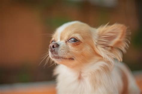 premium photo dog chihuahua white color portrait closeup dog  mini