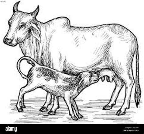 Vintage illustration of cow/s Stock Photo - Alamy