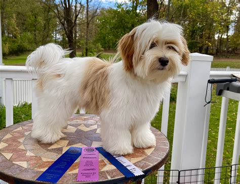 Havanese Teddy Bear Cut Pictures